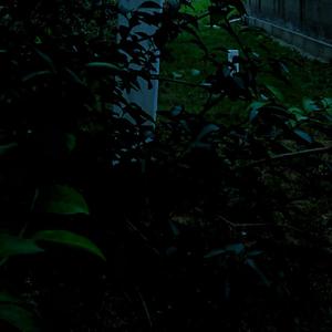 ＢＡＮＥＢＥＲＲＩＥＳ 类 叶 升 麻