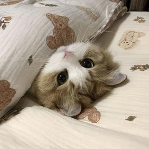 小猫坏事做尽之歌