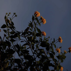 刻在我心底的名字