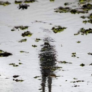 Vanvoorstia bennettiana