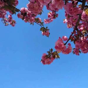 最心疼的人只有你（新版）