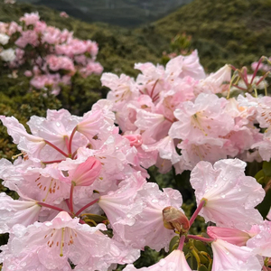 你是我的索玛花(摇滚版)