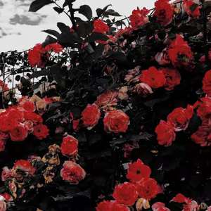 [FREE] POLO G× 街头艺术家 LIL Tjay type beat