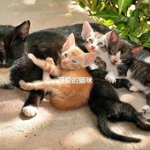 Dream Like Backdrops for Happy Cat