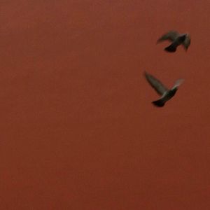 皆非（Cover 马頔）