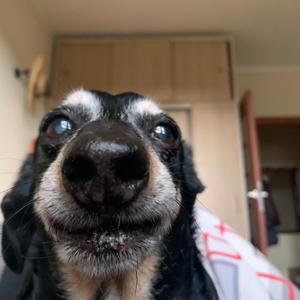 łopot