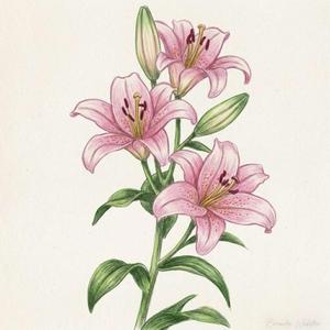 lilies