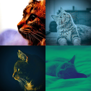 抚慰的睡猫回忆