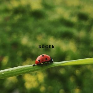 Böcek