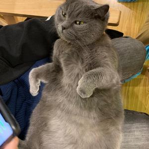 不予理解（Cover Kc/杨佬叄）（翻自 Kc）