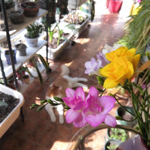 Vaga Luna Che Inargenti(游移的月亮)