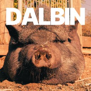 Dalbins Smutsgrisgäng