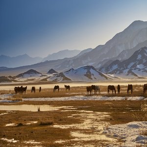 the Steppe of Kazakhstan
