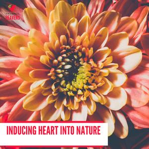 Danky Evening Forest