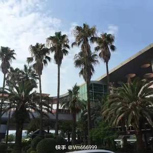 Glass Animals-（孤寡老人 remix）