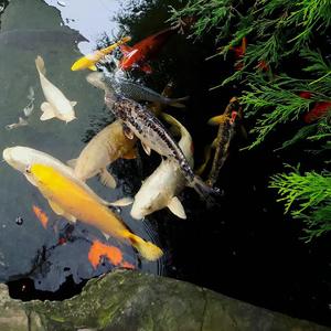 Хочешь Я К Тебе Приеду(SkyWeeWorkVers)