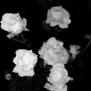 青花(热播对话版)