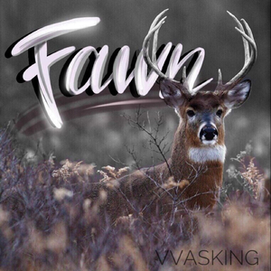 Fawn