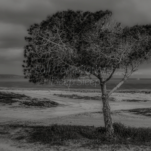 Galactic Symphony Scintillates