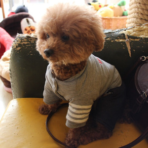 爱如潮水（Cover GAI）