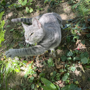 Nintendogs (in the studio)