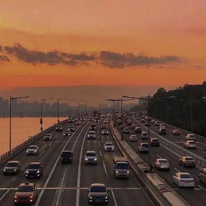 白山茶（片段）