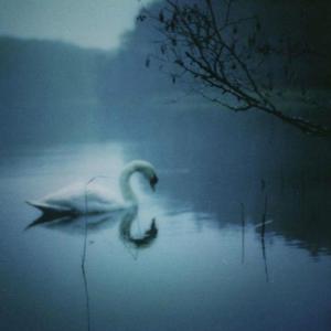 Swans