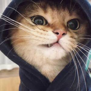 Laura Sullivan - Morning In The Meadow