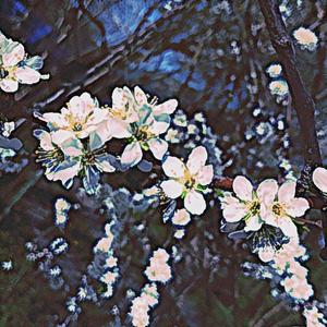 apple trees
