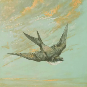 金色寺庙(男版)