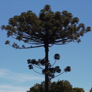 Araucarias