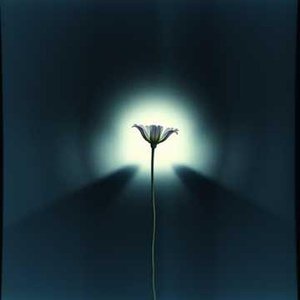 (조용한 끝을 기다리며)