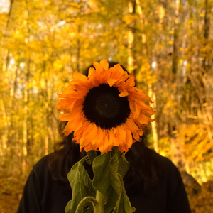 Gerbera