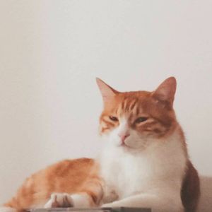 【ACE长歌/荼鸢】过春痕