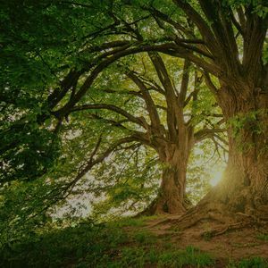 A Canção dos Passaros