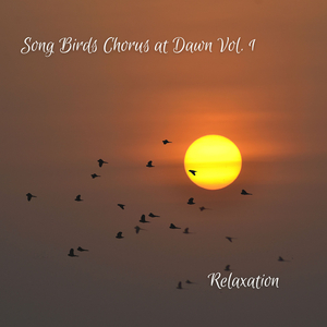 Cicadas Buzzing Atmosphere