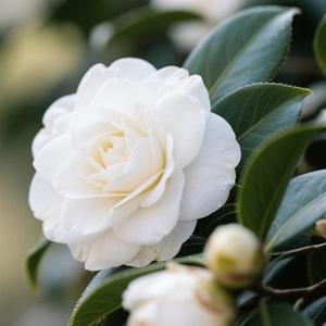 山茶花读不懂白玫瑰 (Remix)