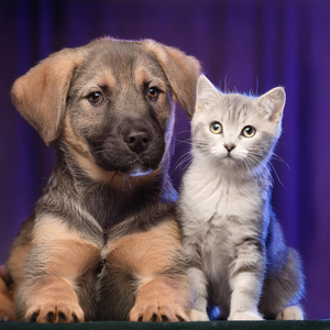 Melodías Acogedoras Para La Madriguera