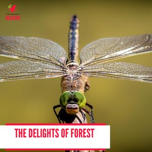 Stupendous Waterfall Hiss