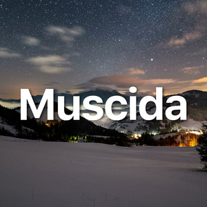 Muscida