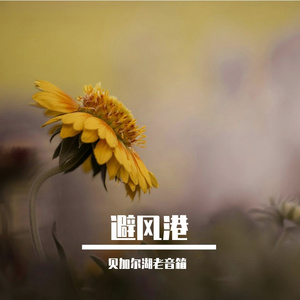 避风港