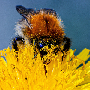 Musens återförening