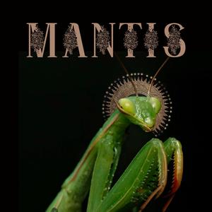 Mantis