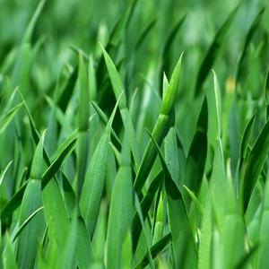 围炉煮茶（雅致音乐）