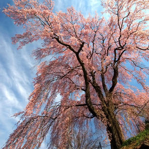 冬雪终消融、春华终初绽