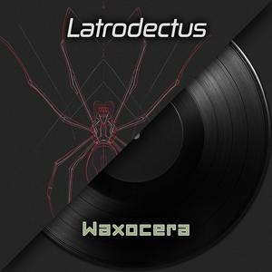 Latrodectus (Black Widows)