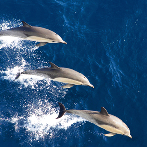 돌고래의 사랑시