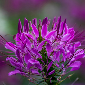Spider flower 酔蝶花
