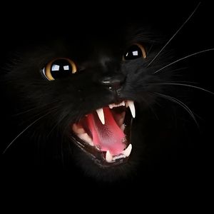 Predator循环（Phonk）