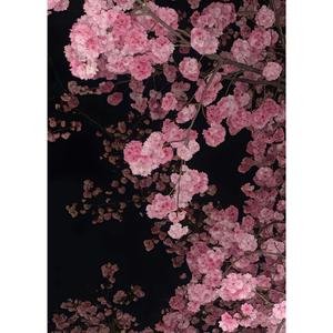 旭日华阳（热播）